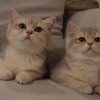 furia_fantasia